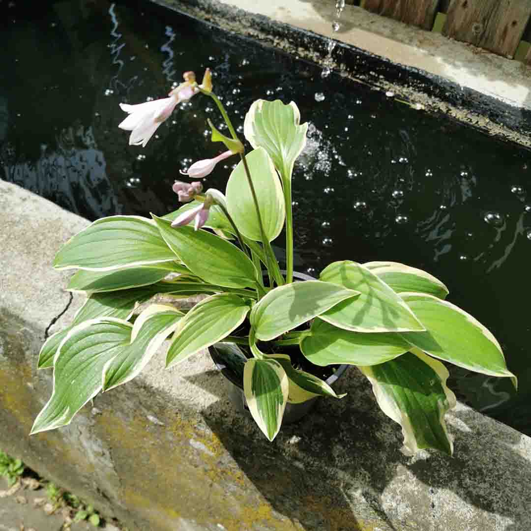 Funkie Aureomarginata im 13 cm Topf – Dein Gartenhighlight