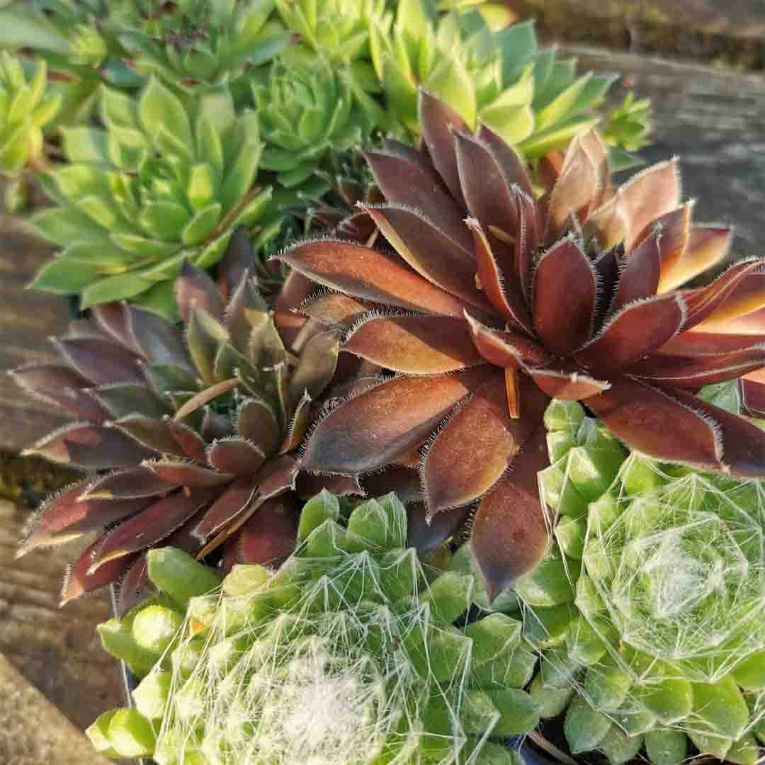 10 x Sempervivum Hauswurz Pflanzen Dachwurz 5 Sorten im 10er Kulturtopf.