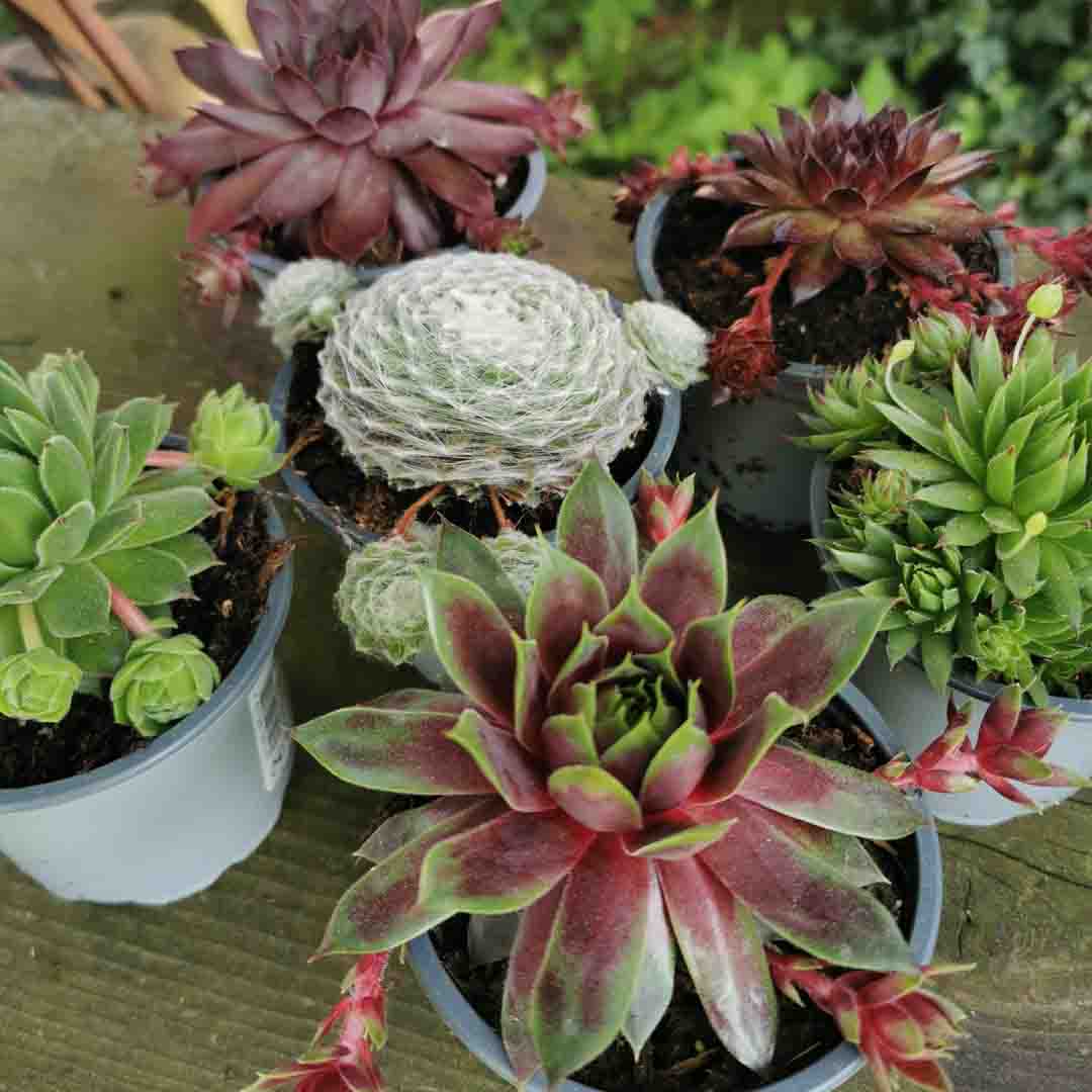 6 x Sempervivum Hauswurz