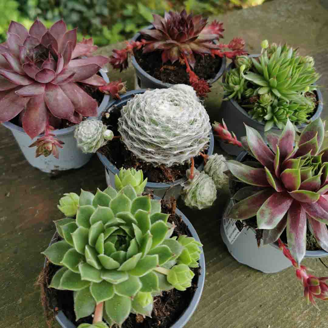 6 x Sempervivum Hauswurz