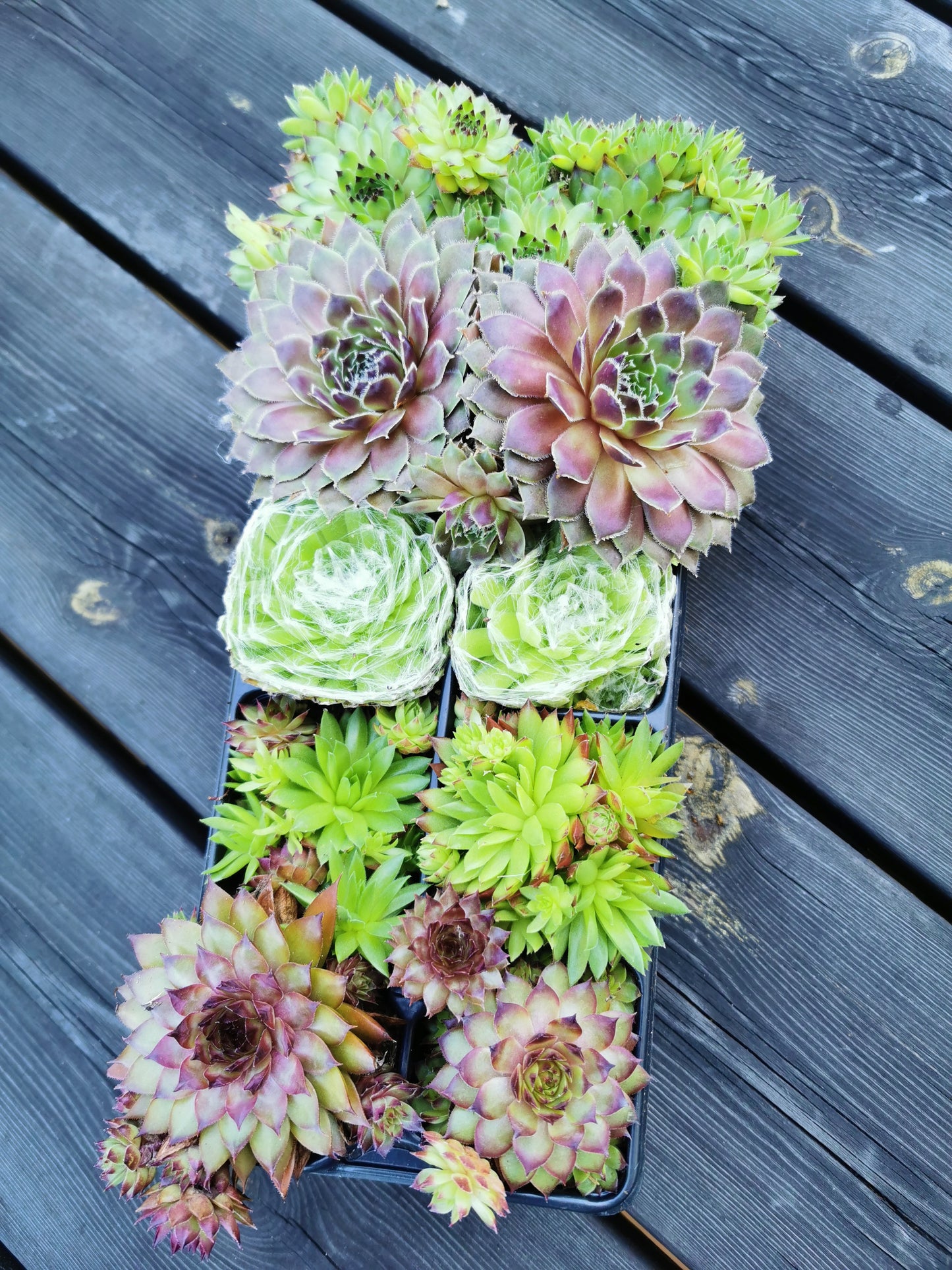 10 x Sempervivum Hauswurz