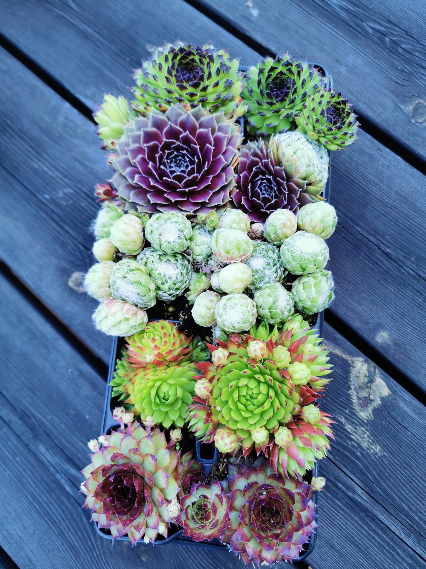 10 x Sempervivum Hauswurz