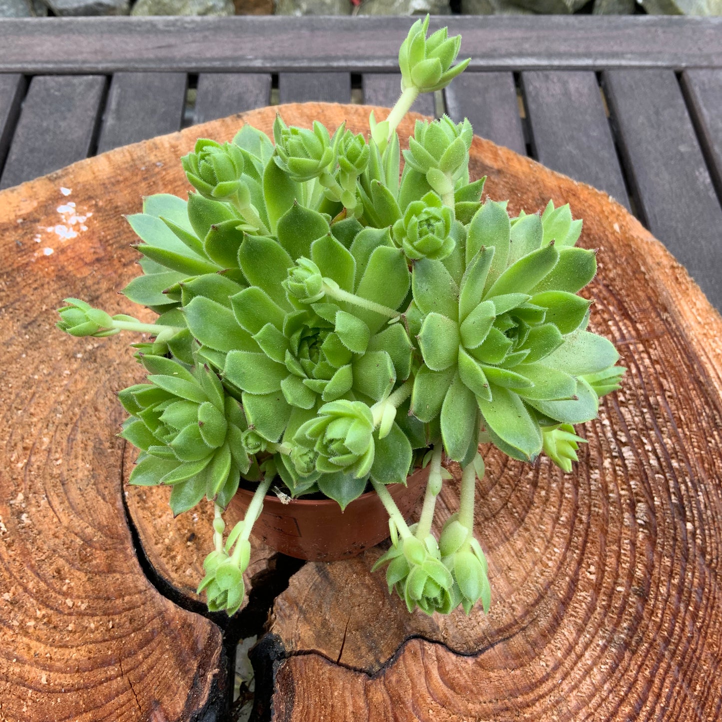 Schöne Hauswurz Steinwurz Pflanze im 9 cm Topf