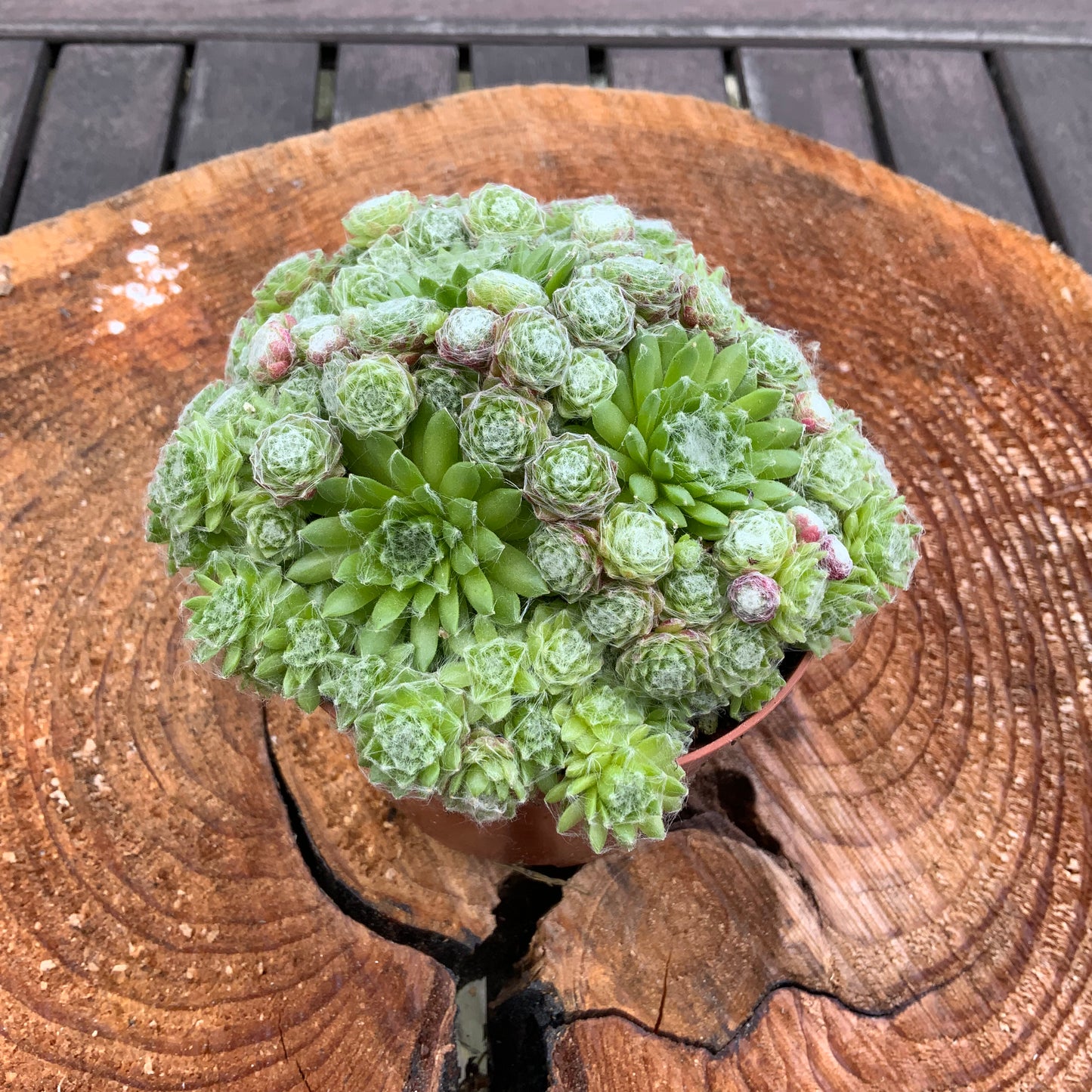 Schöne Hauswurz Steinwurz Pflanze im 9 cm Topf