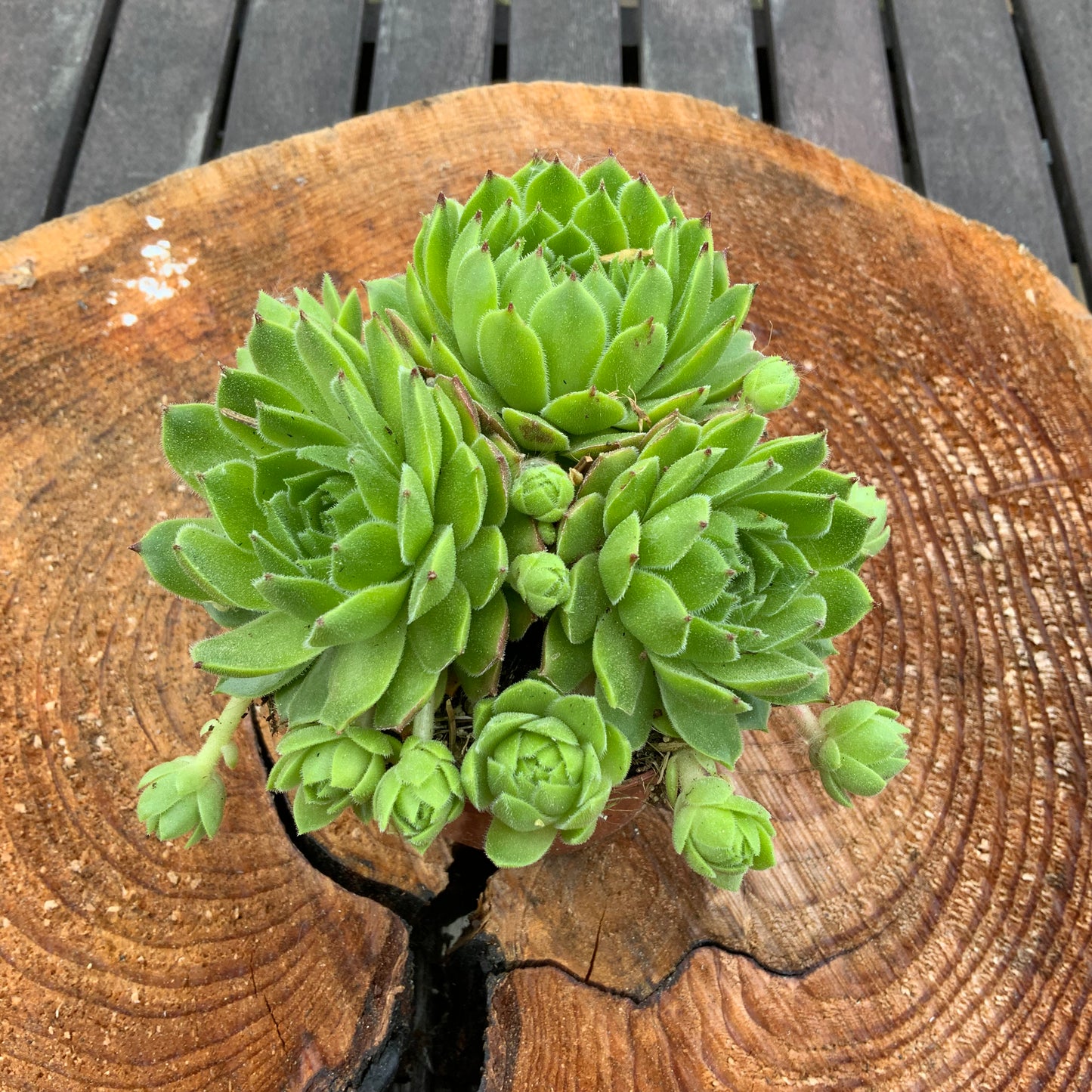 Schöne Hauswurz Steinwurz Pflanze im 9 cm Topf