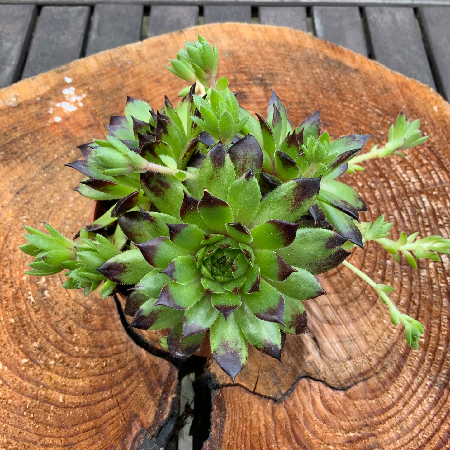 Schöne Hauswurz Steinwurz Pflanze im 9 cm Topf