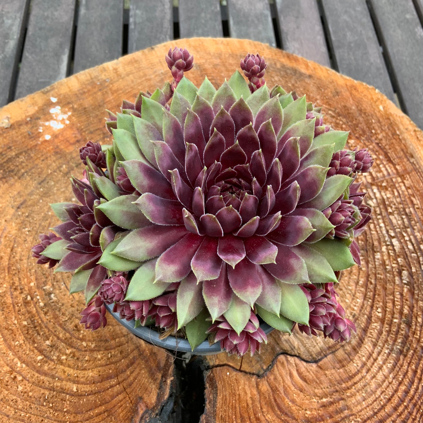 Schöne Hauswurz Steinwurz Pflanze im 11 cm Topf