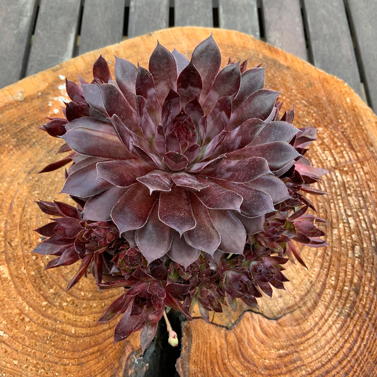 Schöne Hauswurz Steinwurz Pflanze im 11 cm Topf