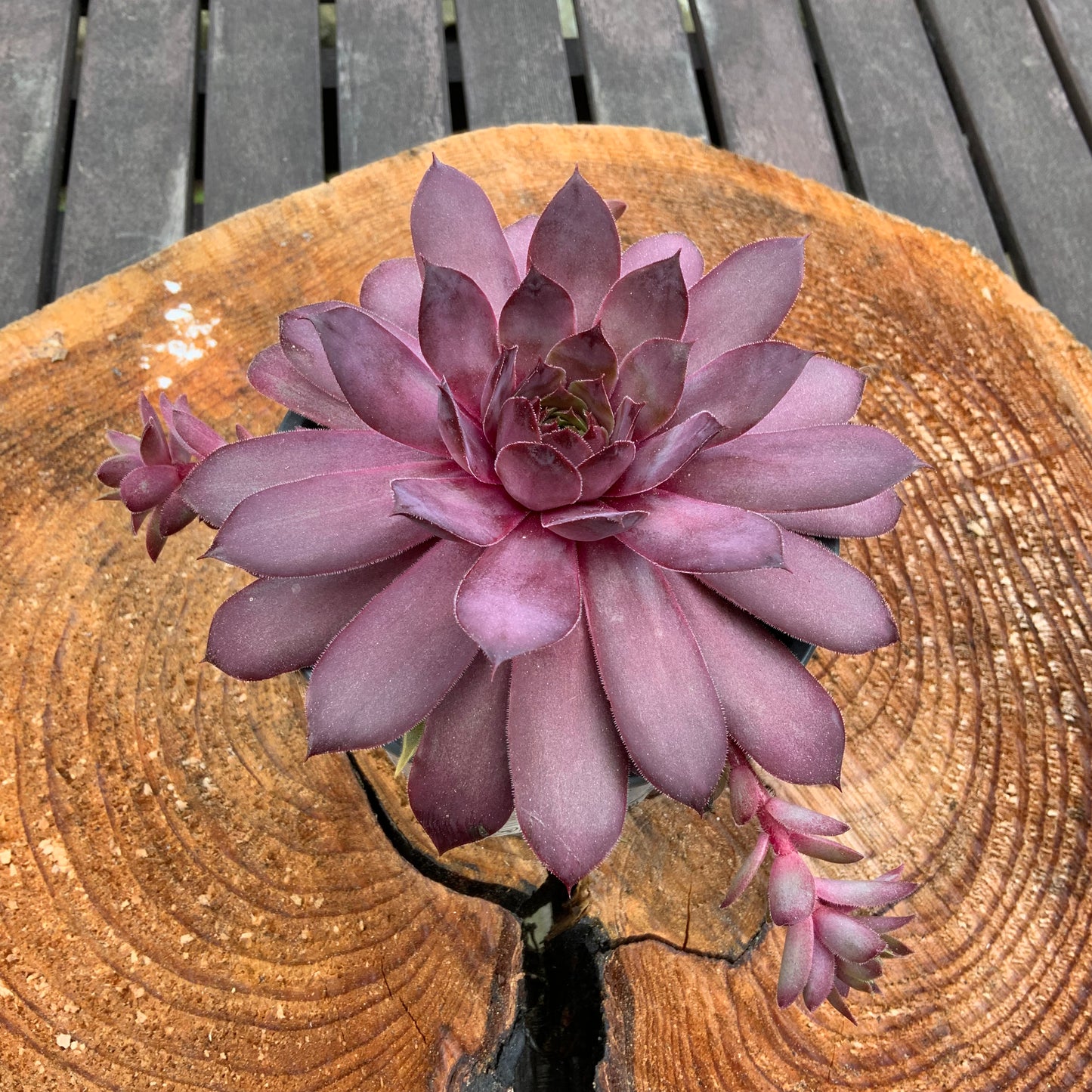 Schöne Hauswurz Steinwurz Pflanze im 11 cm Topf