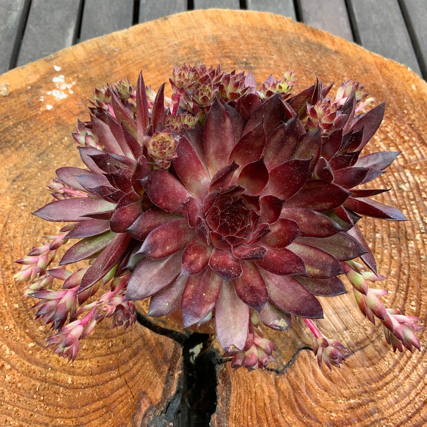 Schöne Hauswurz Steinwurz Pflanze im 9 cm Topf