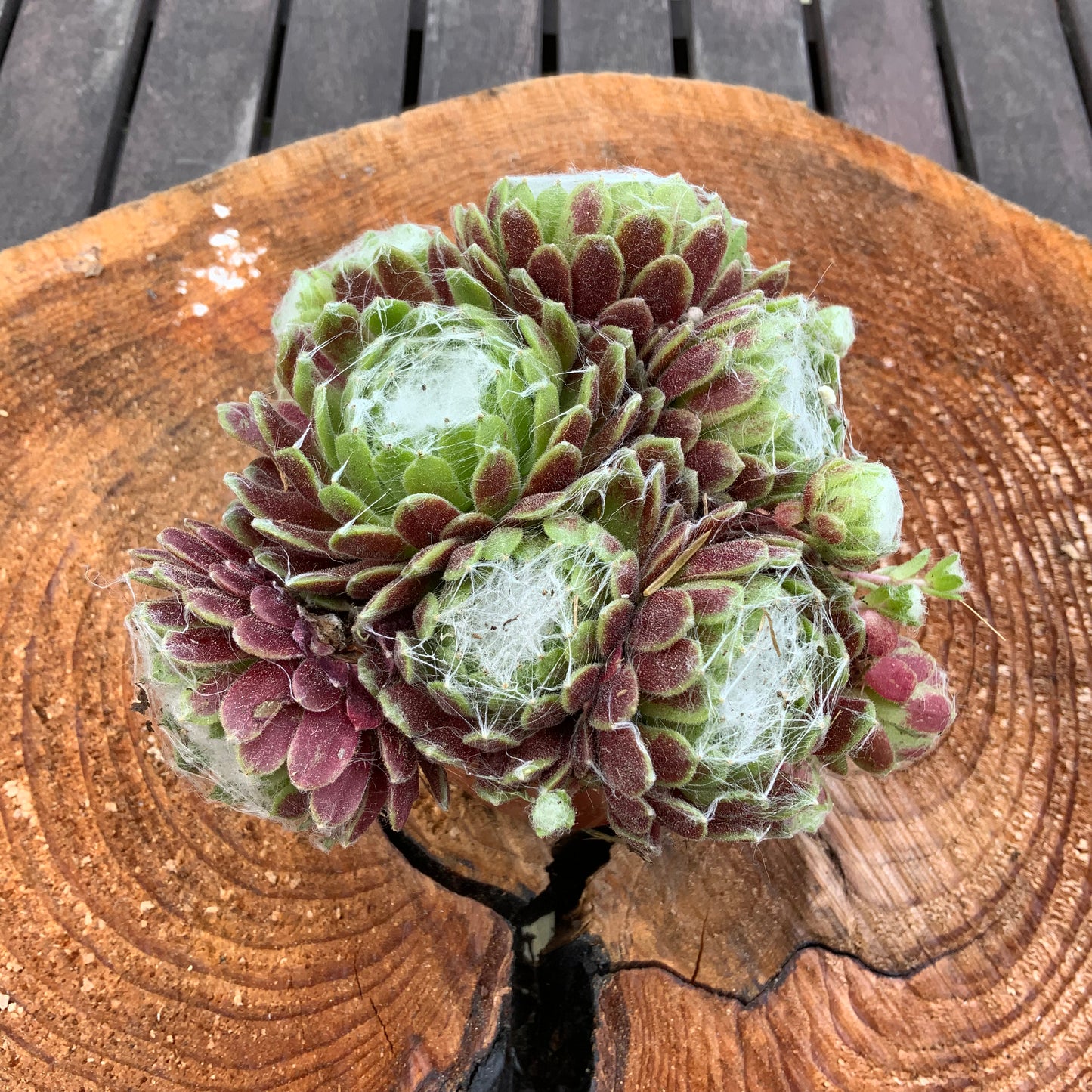 Schöne Hauswurz Steinwurz Pflanze im 9 cm Topf