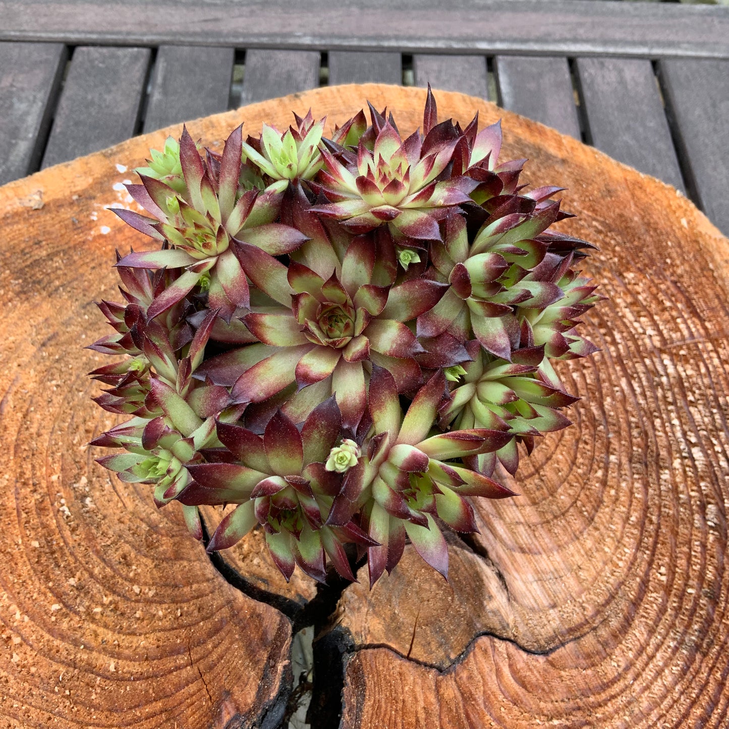 Schöne Hauswurz Steinwurz Pflanze im 9 cm Topf