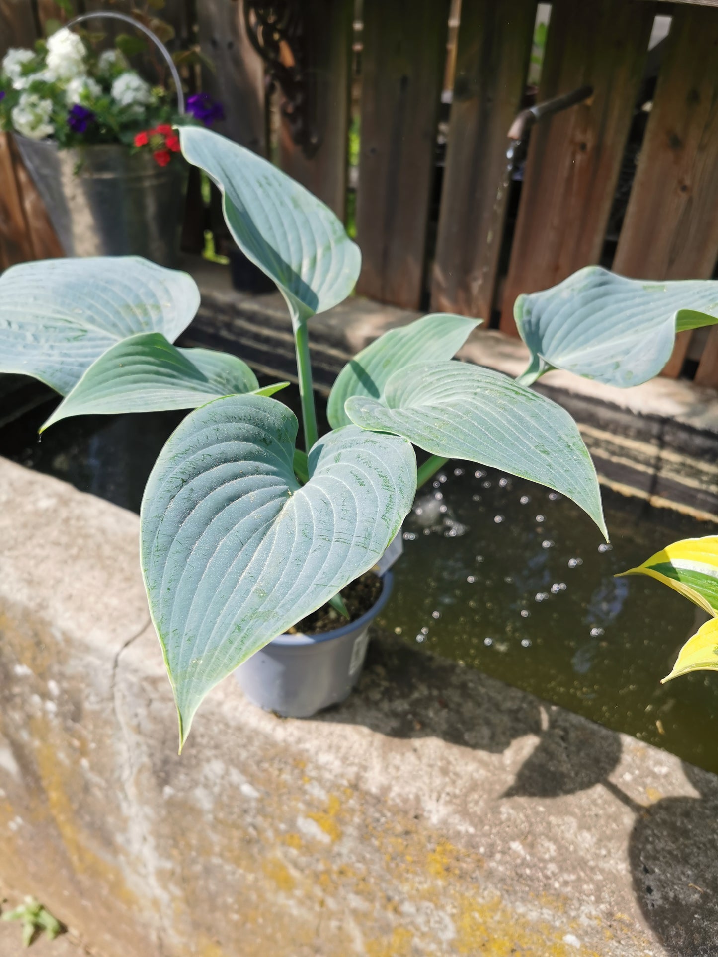 Funkie, Hosta Halcyon