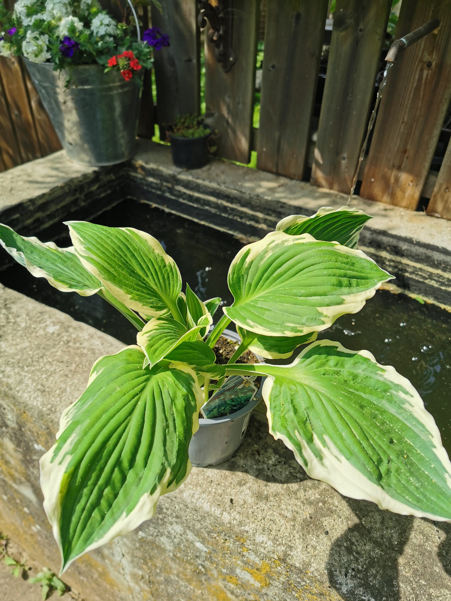 Funkie, Hosta Francee