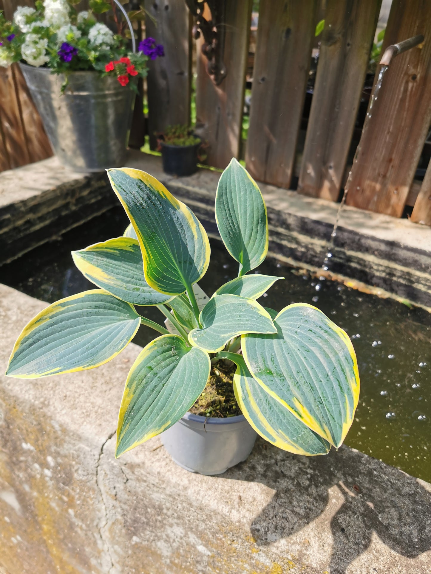 Funkie, Hosta First Frost