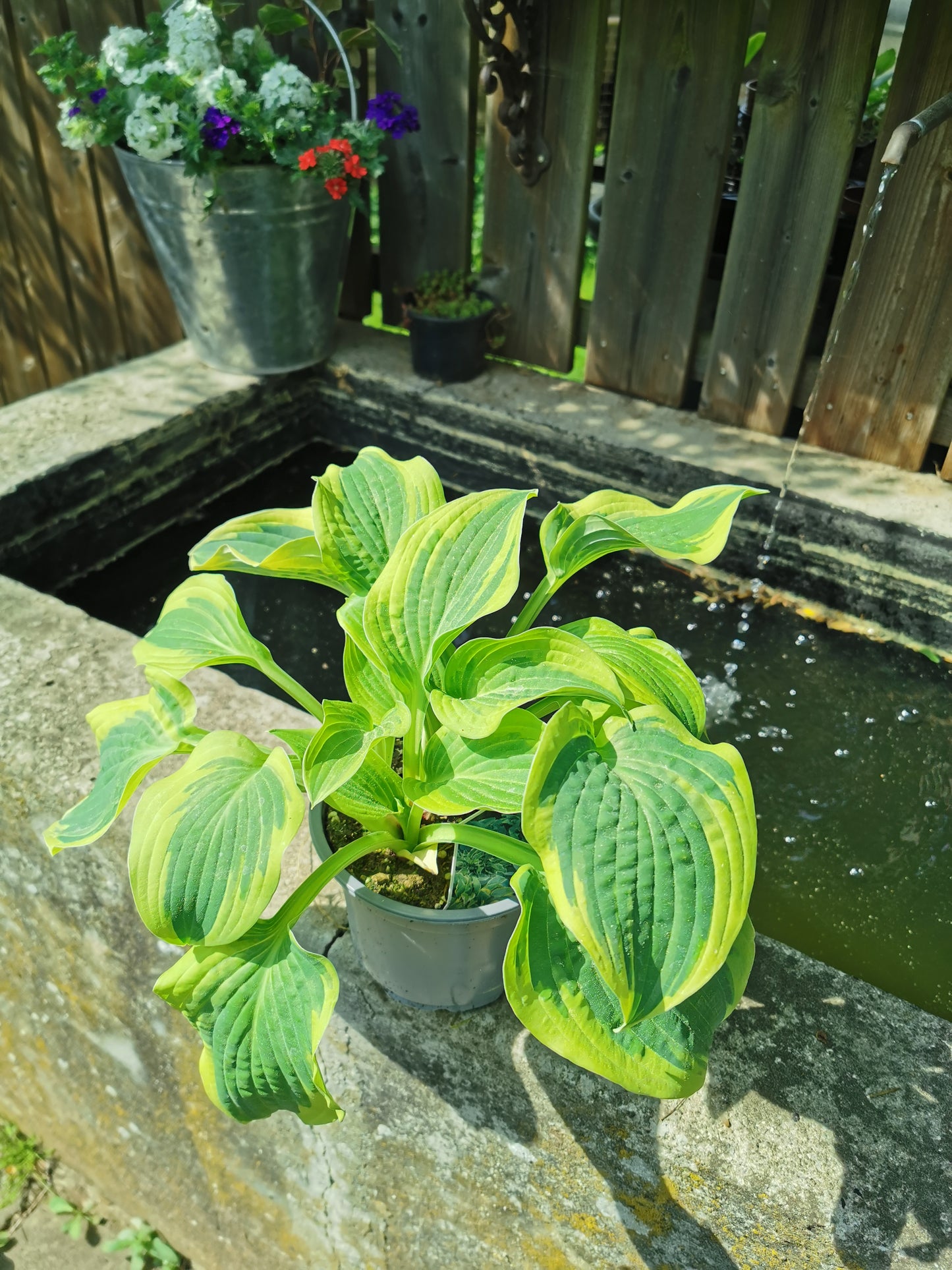Funkie, Hosta Wide Brim
