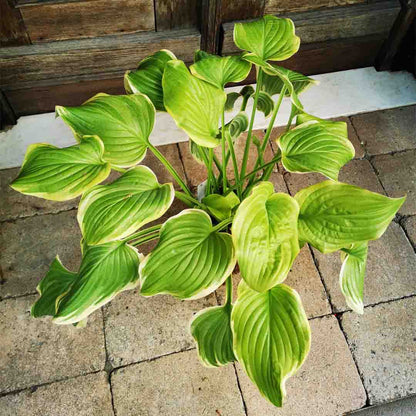 Funkie Fragrant Bouquet im 17 cm Topf – Duftende Eleganz für deinen Garten