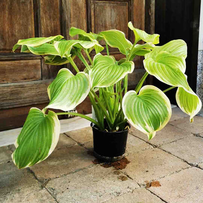 Funkie Fragrant Bouquet im 17 cm Topf – Duftende Eleganz für deinen Garten
