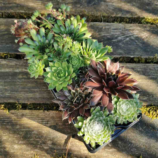 10 x Sempervivum Hauswurz Pflanzen Dachwurz 5 Sorten im 10er Kulturtopf.