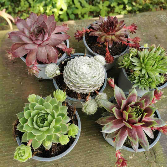 6 x Sempervivum Hauswurz