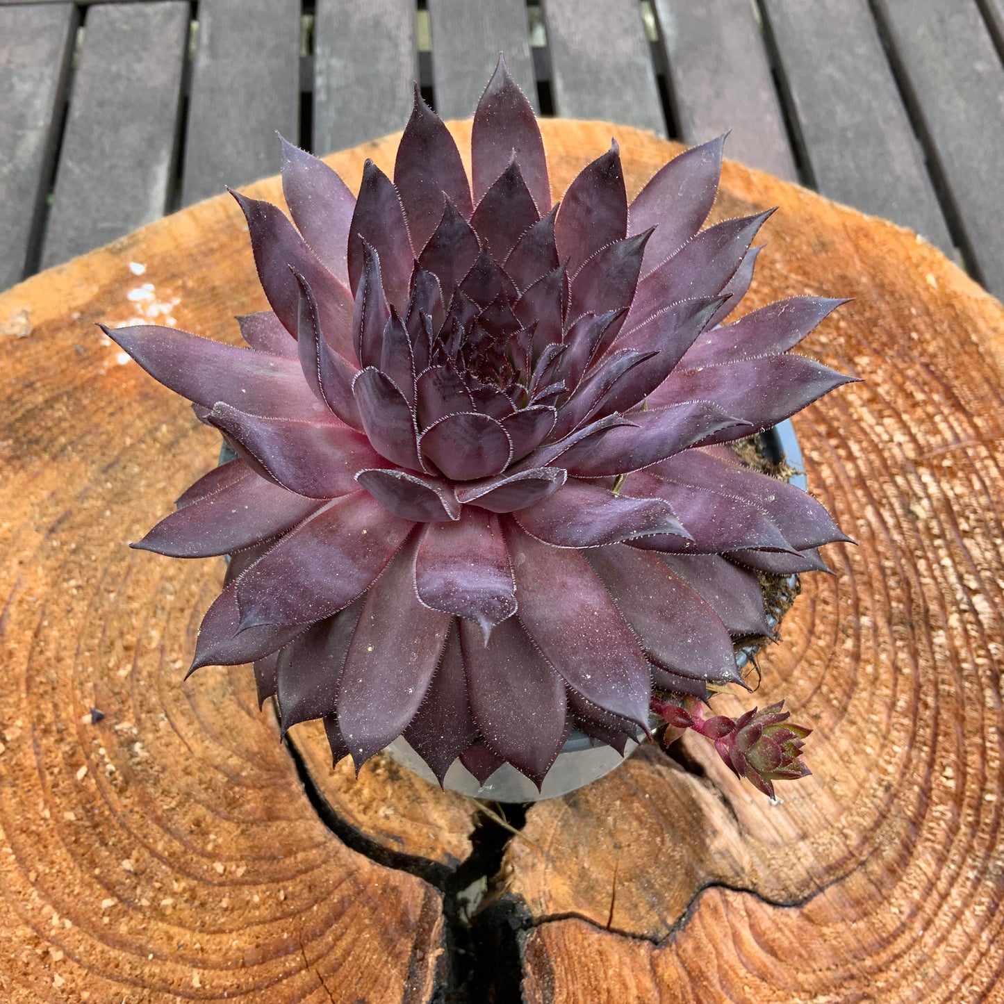 Schöne Hauswurz Steinwurz Pflanze im 11 cm Topf